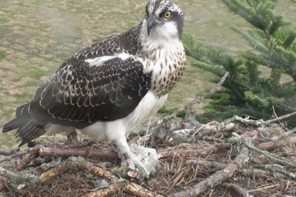 Osprey Glaslyn Wildlife